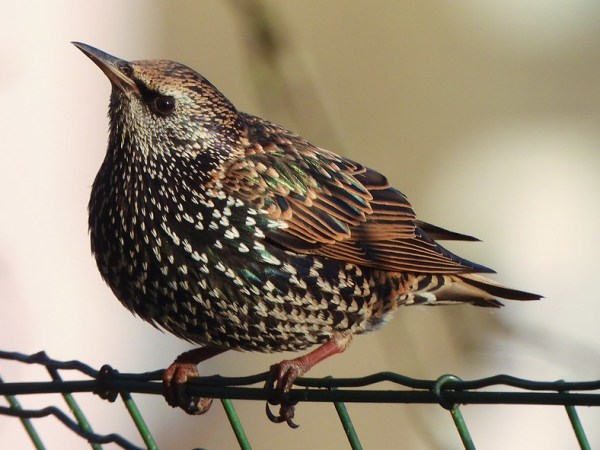 Скворцы зимой