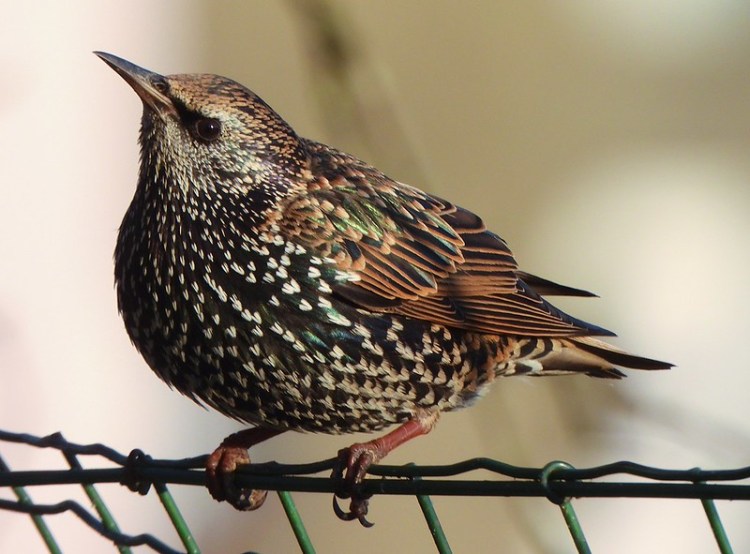 Скворцы зимой